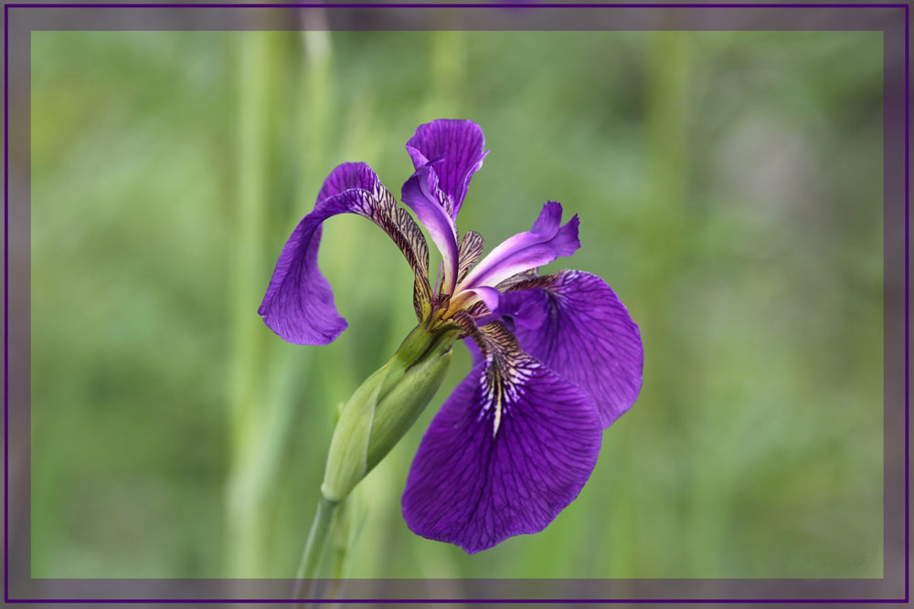 photo "***" tags: nature, flowers, summer