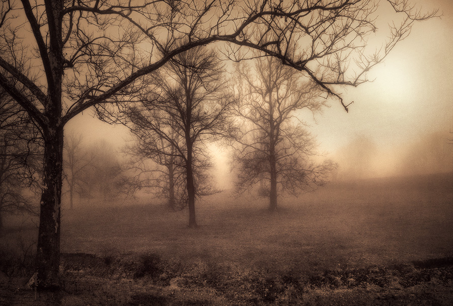 photo "Trees in the Mist" tags: landscape, 