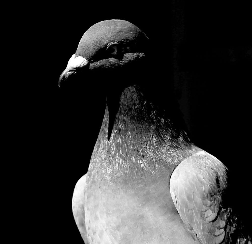 photo "Le Pigeon Bleu" tags: black&white, pigeon