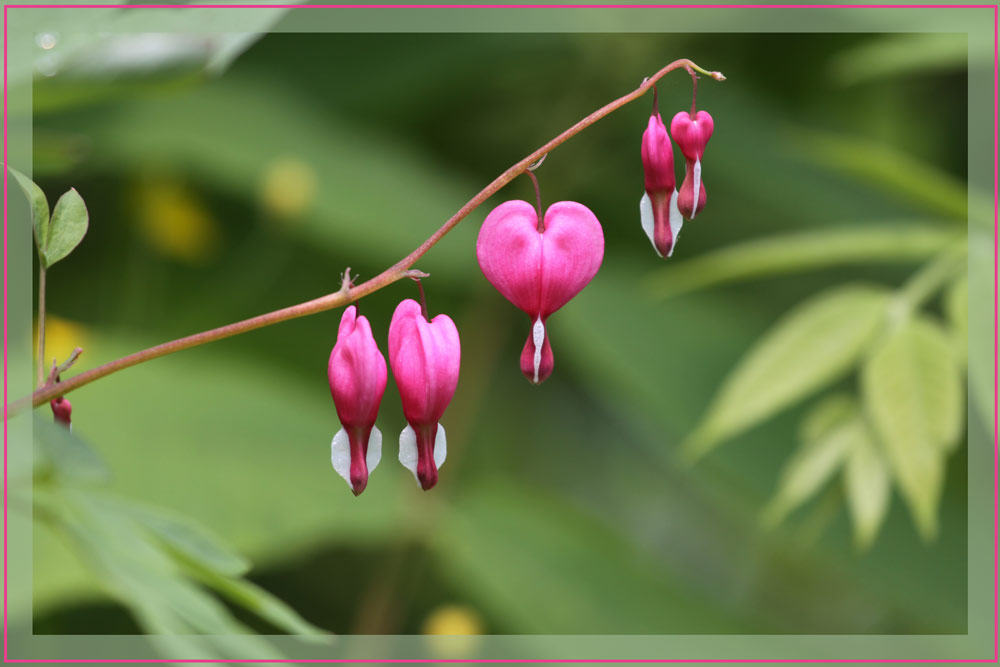 photo "***" tags: nature, flowers, summer