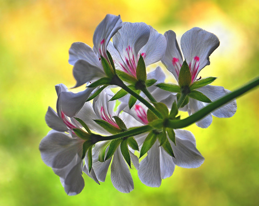 photo "***" tags: macro and close-up, flowers, герань