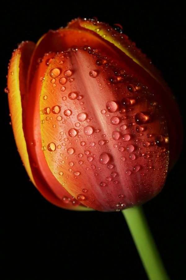 photo "***" tags: macro and close-up, flowers