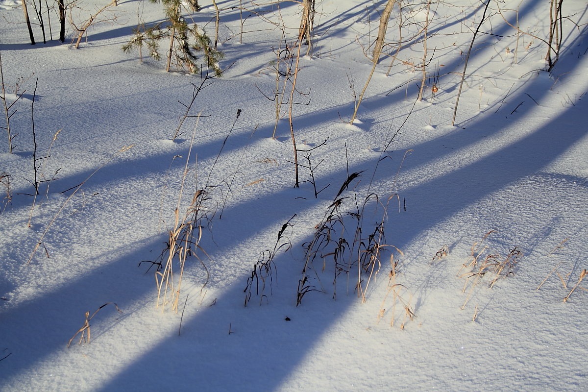 photo "***" tags: landscape, snow, тени