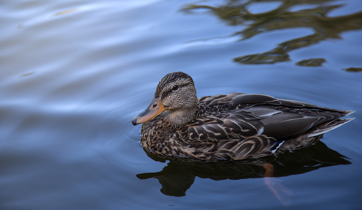 photo "Утка" tags: nature, 