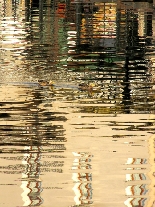 photo "***" tags: abstract, landscape, nature, bird, water