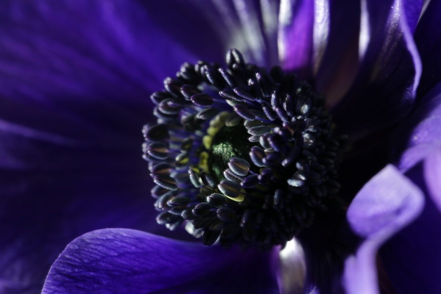 photo "***" tags: macro and close-up, flowers