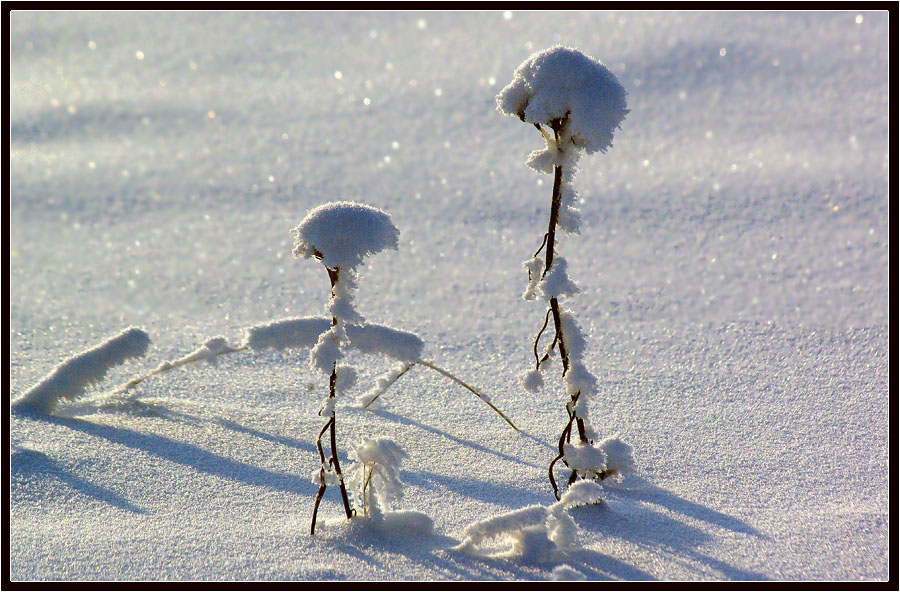 photo "***" tags: nature, winter, травинки