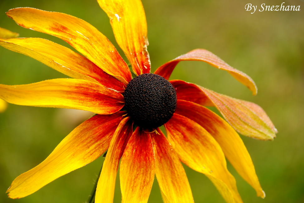 photo "I'm inimitable" tags: macro and close-up, 