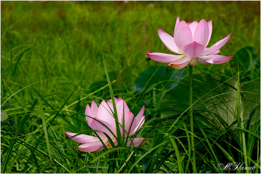 photo "***" tags: nature, flowers, summer