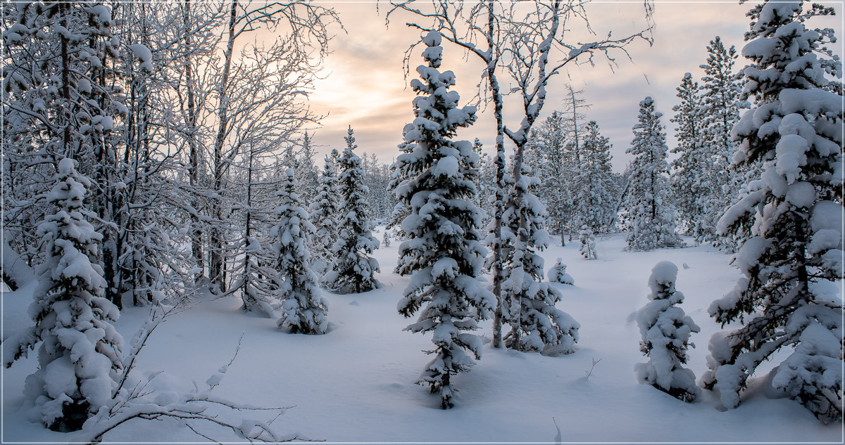 photo "***" tags: landscape, nature, forest, winter