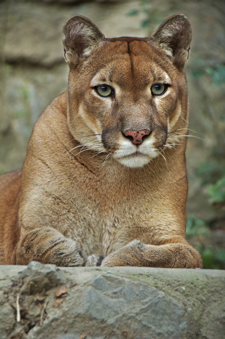 photo "Portrait of a puma" tags: portrait, 