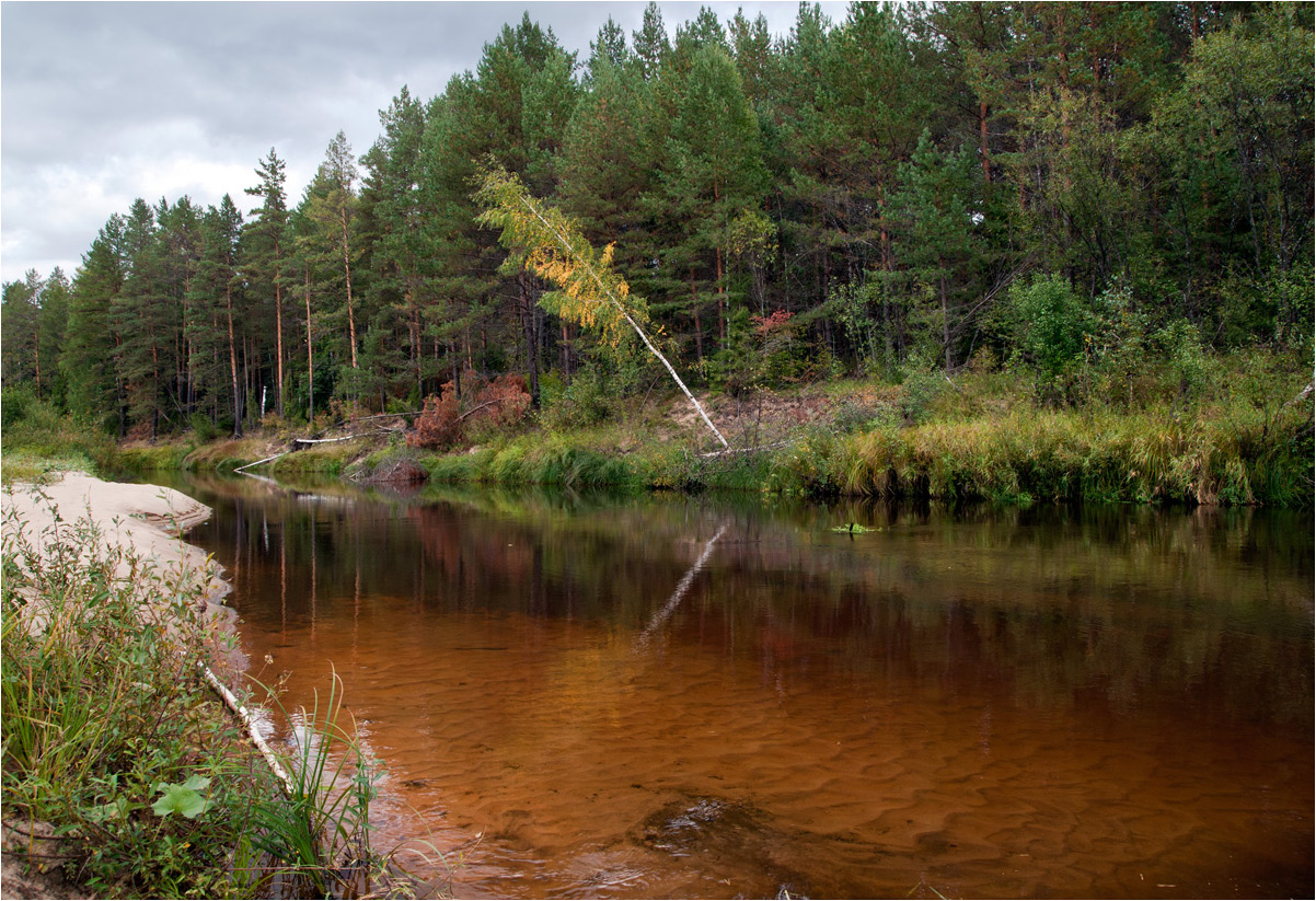 photo "***" tags: landscape, nature, birches, clouds, forest, grass, river, summer, water, ели