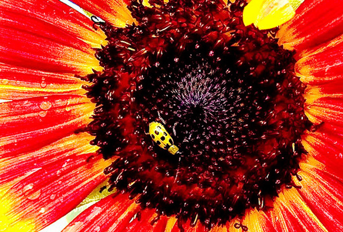 фото "Red Sunflower with Green Beetle" метки: природа, макро и крупный план, насекомое, цветы