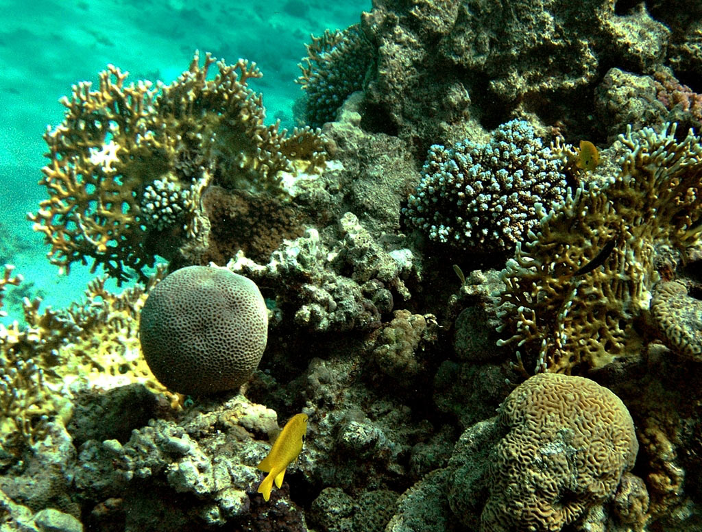 photo "RED SEA" tags: underwater, Africa, HURGHADA, REEFS, diving, egypt