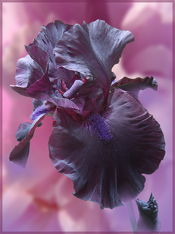 photo "***" tags: nature, digital art, montage, flowers, summer, ирисы