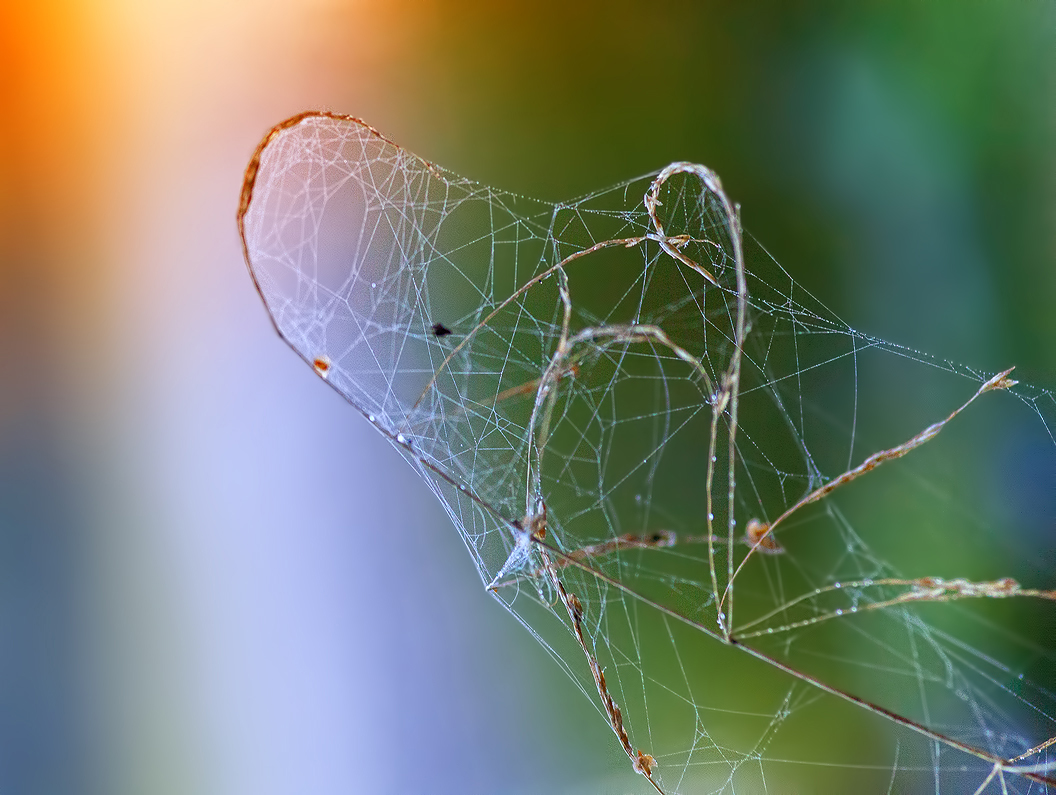 photo "The heart of autumn" tags: macro and close-up, landscape, 