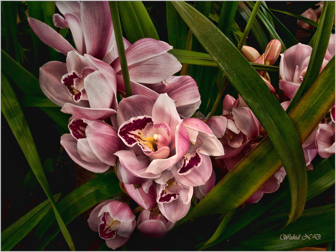 photo "Floral macro1" tags: macro and close-up, nature, Africa