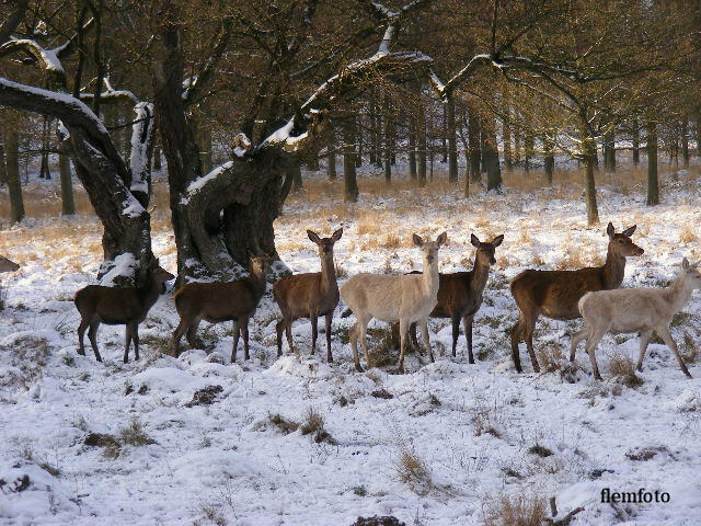 photo "Wildlife" tags: nature, Europe