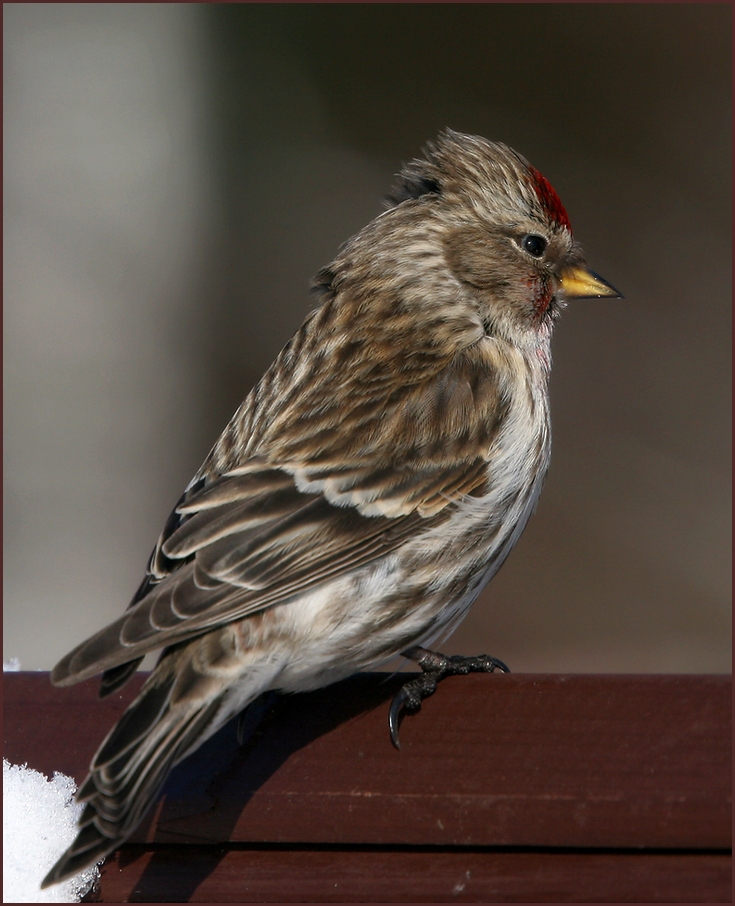 photo "Red cap (Redpoll)" tags: nature, Чечётка