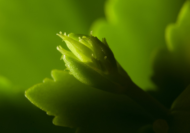 photo "***" tags: macro and close-up, flowers, каланхоэ, макро, рождение