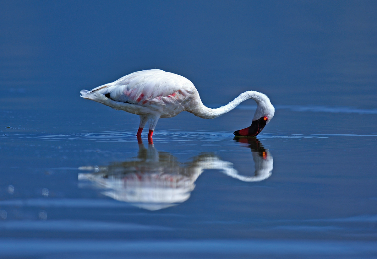 фото "Mirror" метки: природа, 