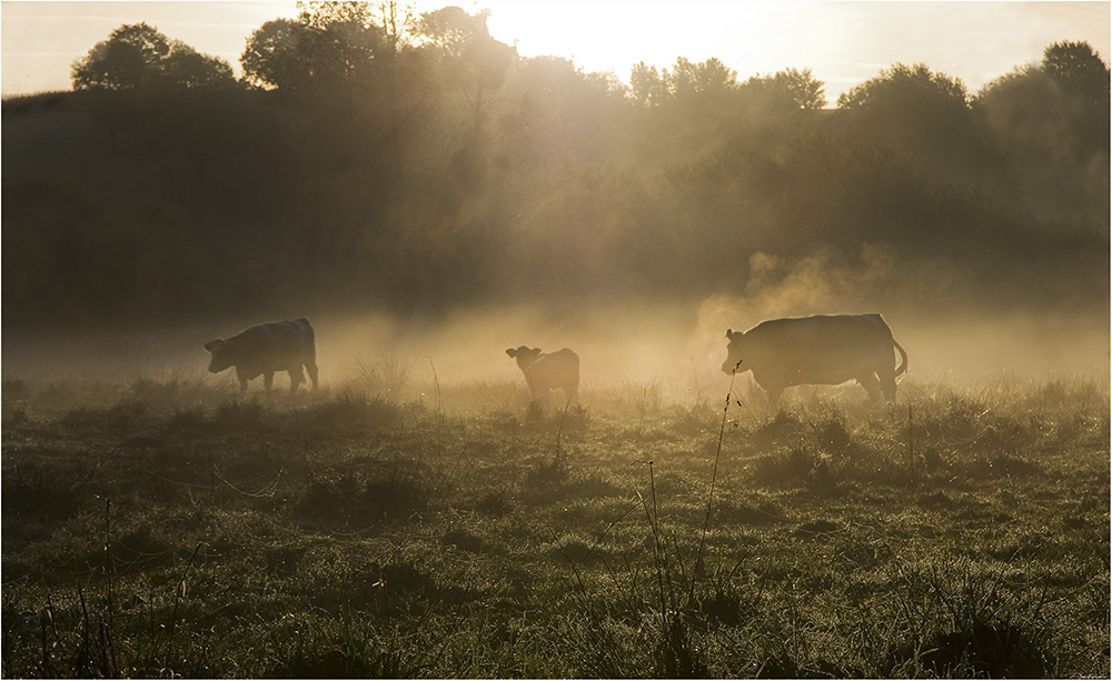 photo "dawn in the autumn" tags: landscape, nature, 