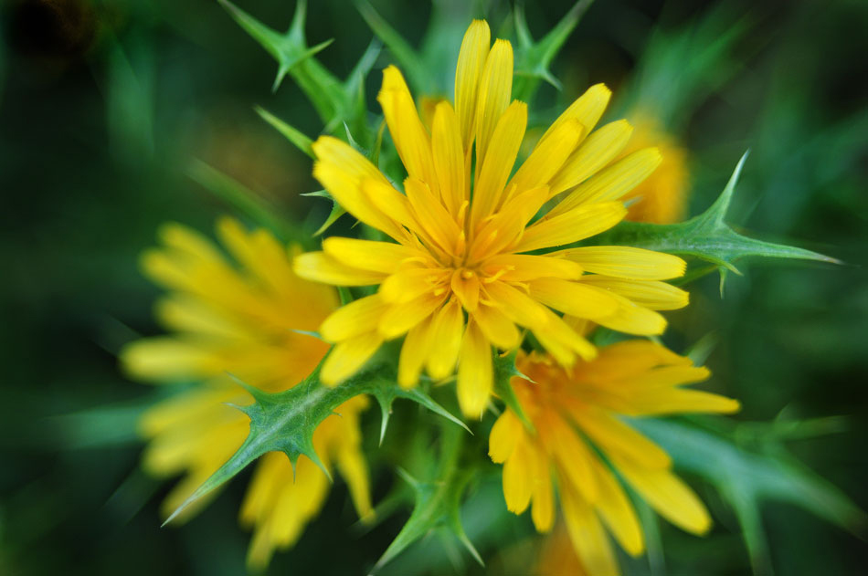 photo "***" tags: nature, macro and close-up, колючка, цветок