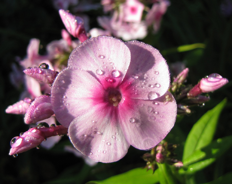 photo "***" tags: macro and close-up, flowers, morning, summer, роса