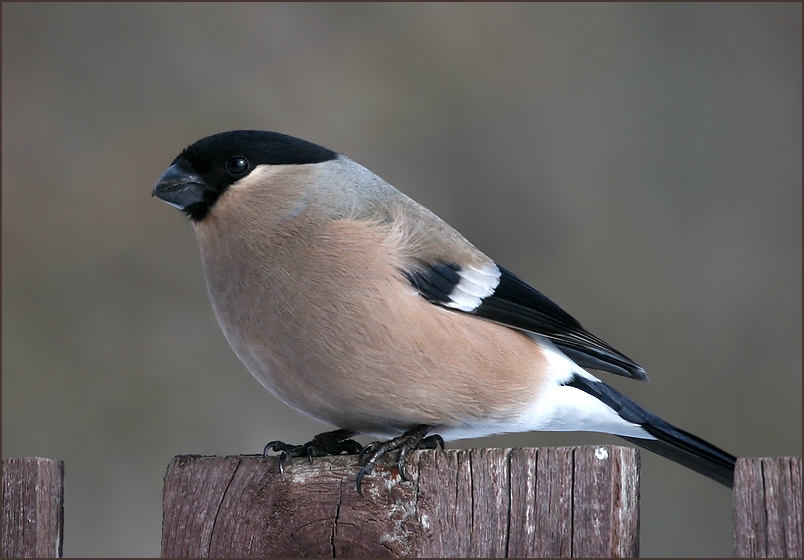 photo "Bullfinch (female) - 2" tags: nature, снегири