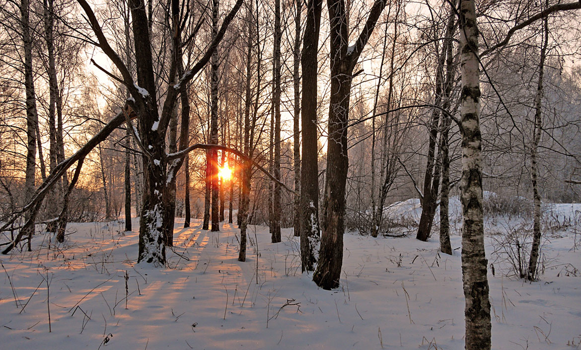 photo "***" tags: landscape, forest, snow, sun, winter