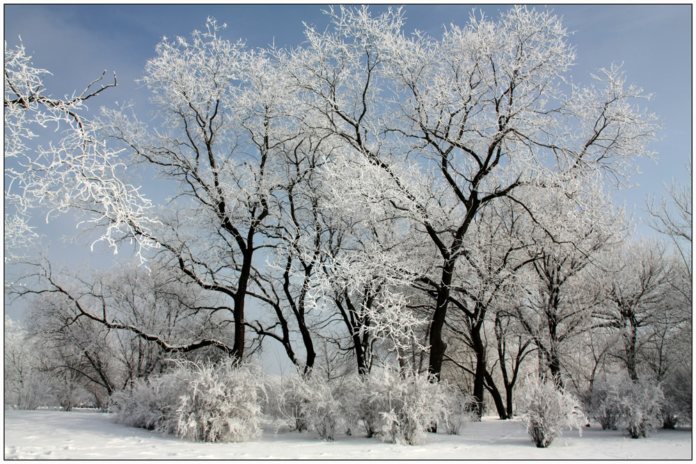 photo "***" tags: landscape, nature, snow, trees, winter