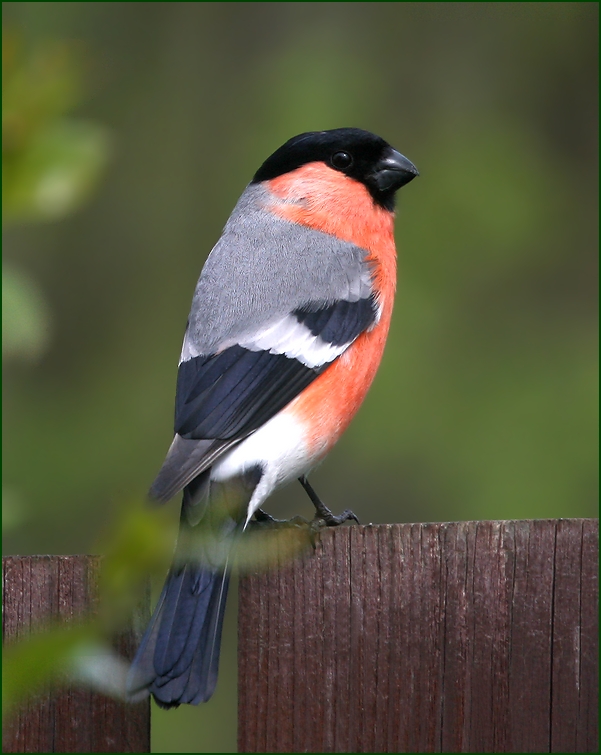 photo "Summer bullfinch" tags: nature, summer, снегирь