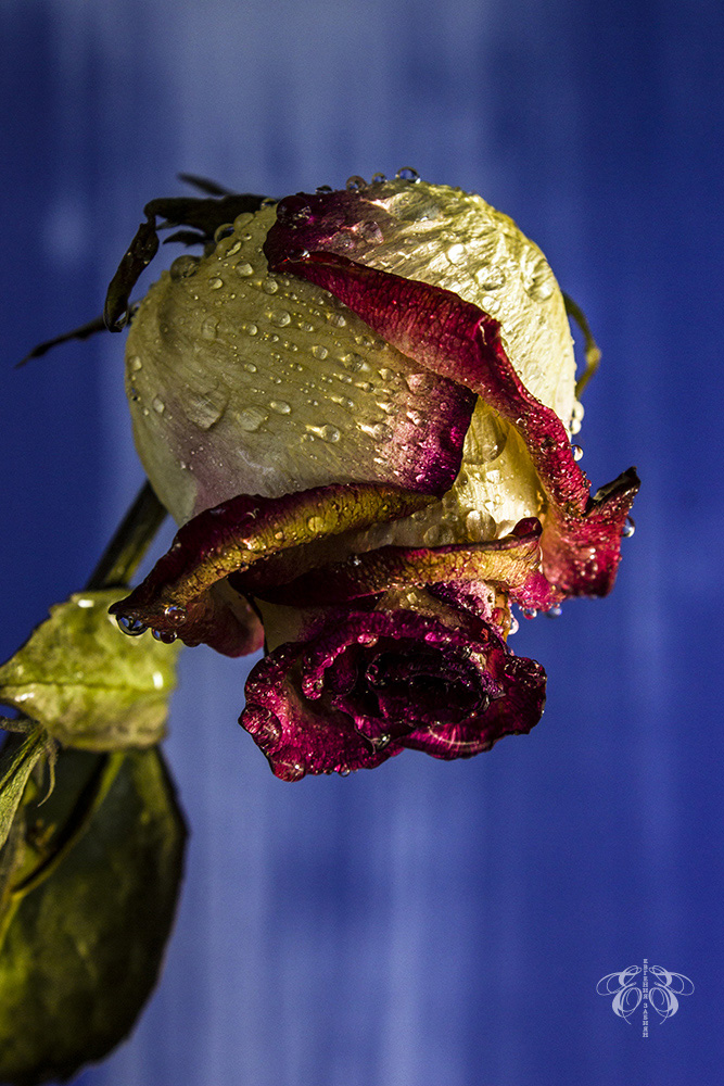 photo "***" tags: still life, flowers, rose, капли, натюрморт