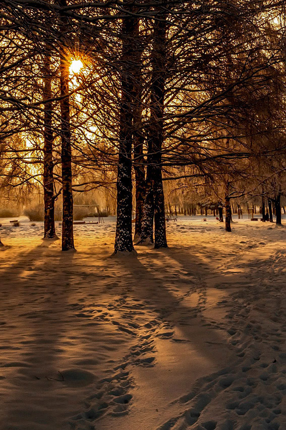 photo "***" tags: landscape, forest, winter