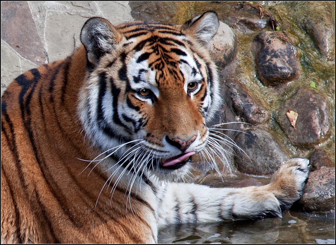 photo "Tiger" tags: nature, portrait, 