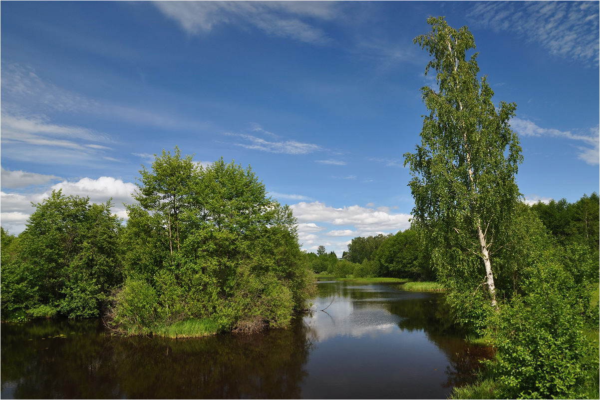 photo "***" tags: landscape, nature, birches, clouds, forest, grass, river, summer, water