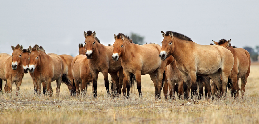 photo "***" tags: nature, landscape, wild animals