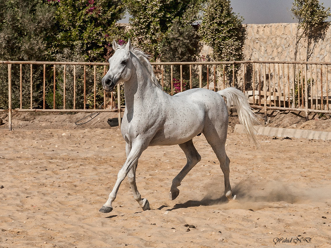 photo "Arabian beauty # 3" tags: reporting, Africa, pets/farm animals