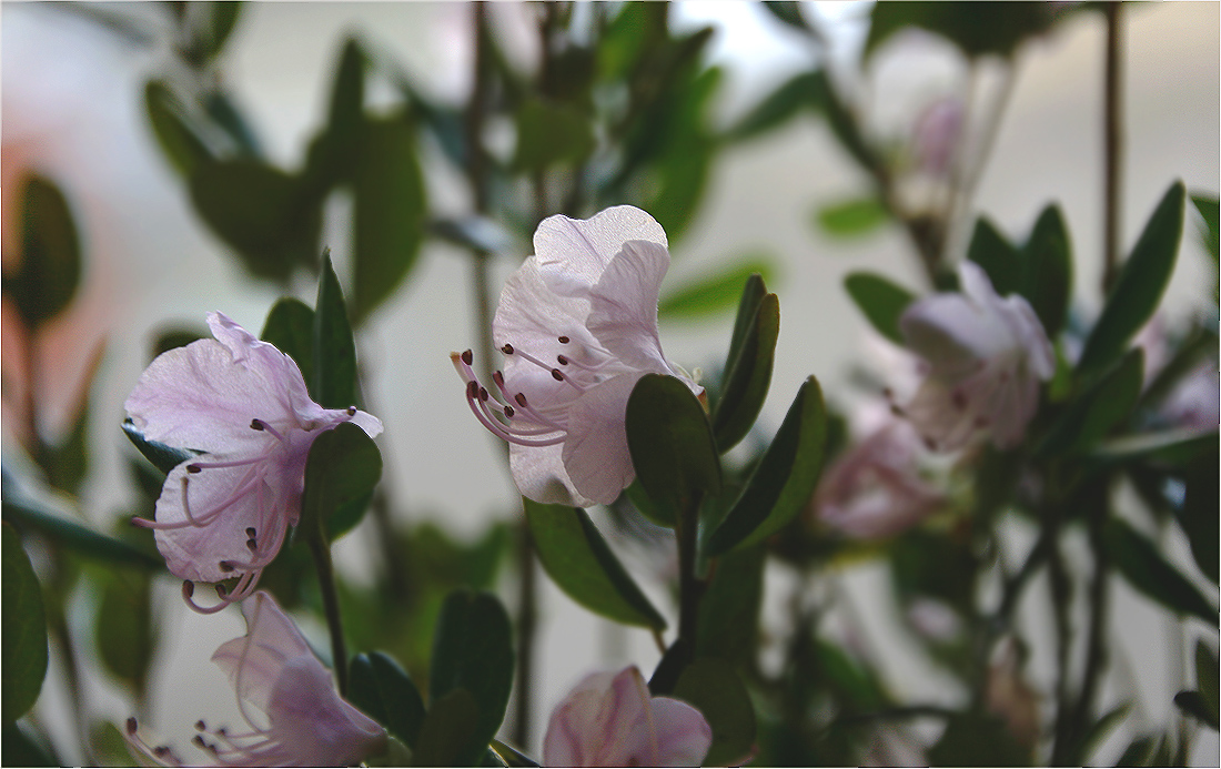 photo "The winter blooming" tags: nature, macro and close-up, 