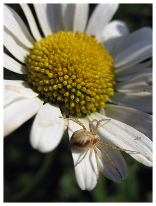 photo "***" tags: macro and close-up, flowers, summer