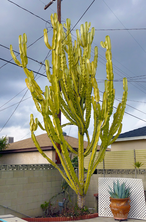 фото "Cactus in my backyard" метки: природа, 