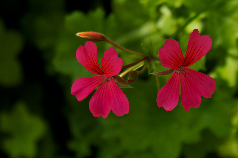 photo "***" tags: macro and close-up, nature, 