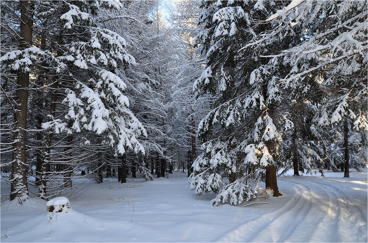 photo "***" tags: landscape, forest, hoarfrost, road, snow, winter, ели