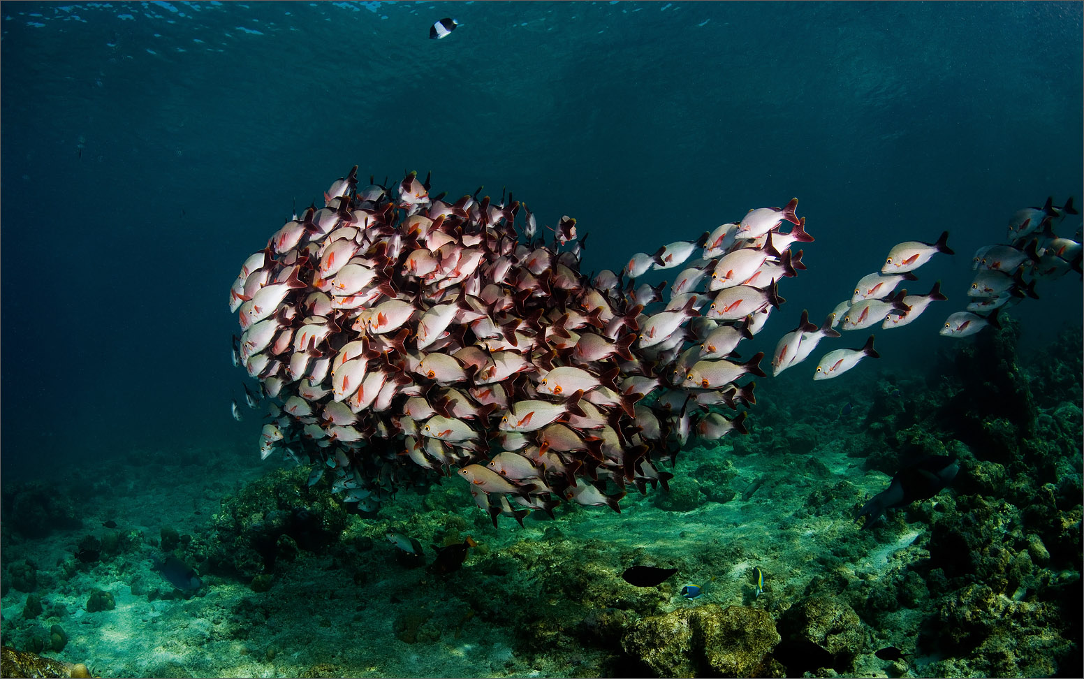 photo "Constant readiness" tags: underwater, nature, wild animals