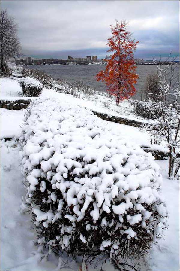 photo "***" tags: landscape, nature, city, tree, winter, кусты