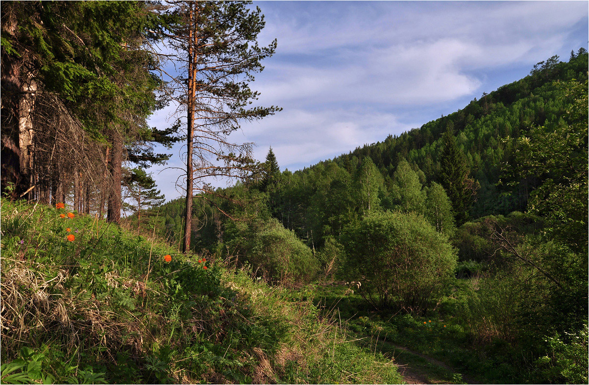 photo "***" tags: landscape, travel, nature, Asia, clouds, flowers, forest, grass, mountains, spring, ели