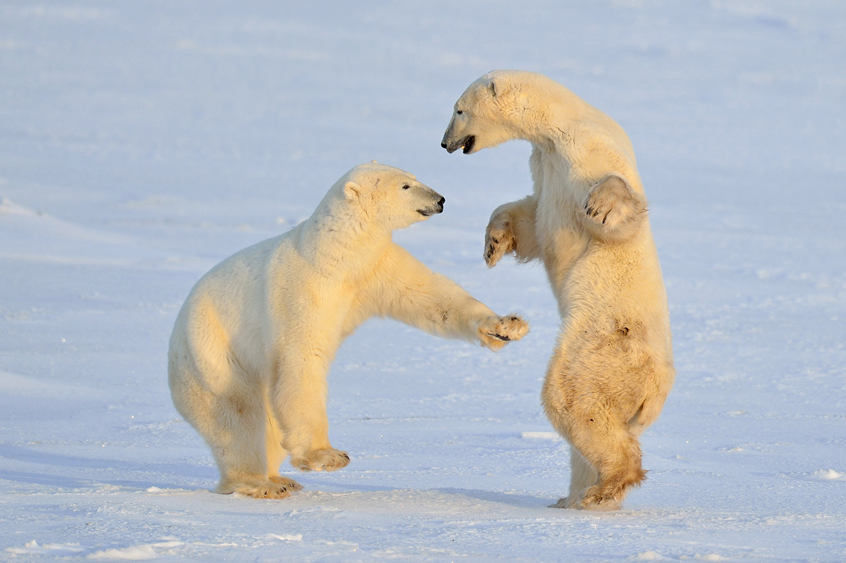 фото "Polar bear style" метки: природа, 