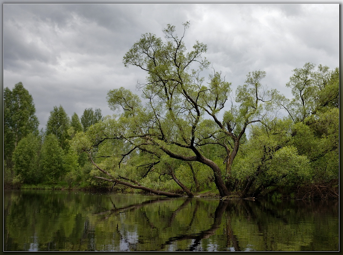 фото "Старая ива" метки: пейзаж, 