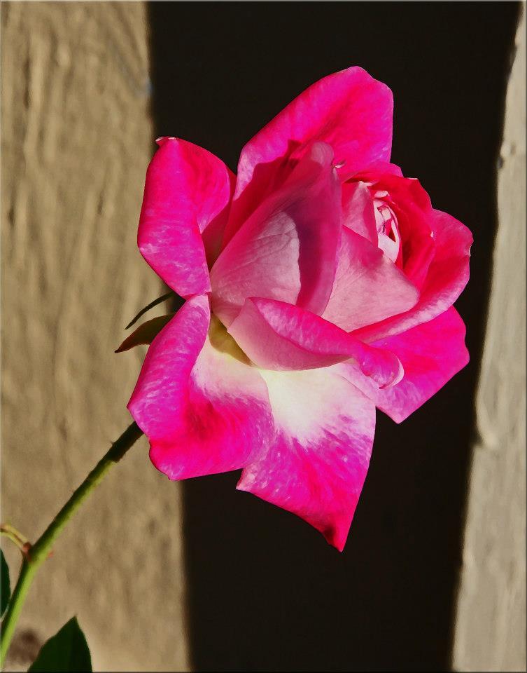 photo "Christmas Rose" tags: nature, macro and close-up, 