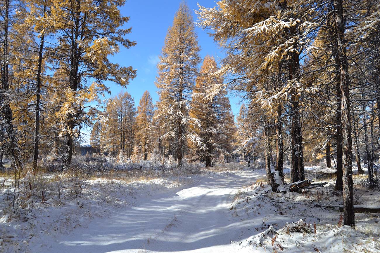 photo "***" tags: landscape, forest, road, sky, snow, winter